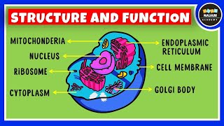 Structure and Function of a Cell  Cell Organelles  Biology [upl. by Yeleen87]