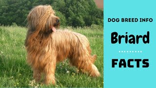 Briard dog breed All breed characteristics and facts about Briard dogs [upl. by Annaegroeg]