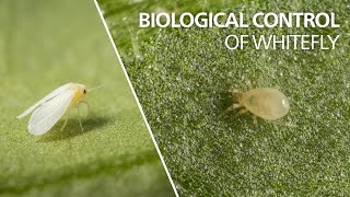 Biological control of whitefly  Amblyseius swirskii [upl. by Ibok595]