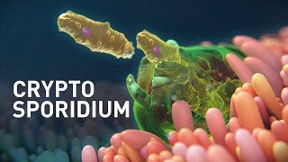 Cryptosporidium Infected Organoids  Mechanism of Disease Animation [upl. by Aritak]