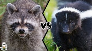 RACCOON VS SKUNK  What if these two animals fight [upl. by Materi]