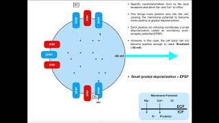 Graded Potentials EPSPs IPSPs amp Summation [upl. by Aitat]