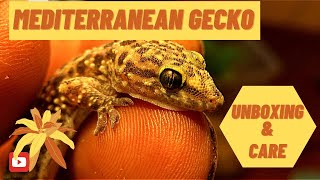 Mediterranean Gecko Unboxing and Care 2020 [upl. by Murrell]