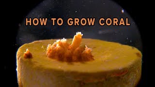 How To Grow Coral [upl. by Elfreda48]