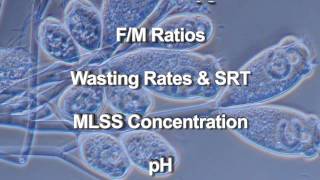 Wastewater Microbiology [upl. by Yablon273]