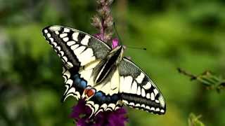 Swallowtail Papilio machaon from egg to butterfly [upl. by Reni]