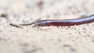 Australian Blind Snake [upl. by Rosenblum]