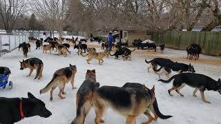 100 German Shepherds playing together [upl. by Euqcaj]