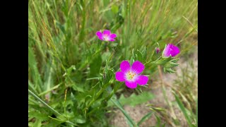 Calandrinia menziesii red maids [upl. by Sisi77]