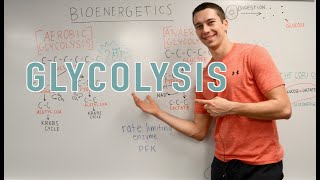 Glycolysis Explained Aerobic vs Anaerobic Pyruvate Gluconeogenesis [upl. by Zemaj]