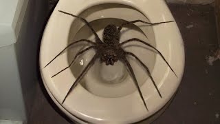 10 Biggest Spiders Ever Encountered [upl. by Leia]