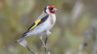 Goldfinch Song [upl. by Kenneth]