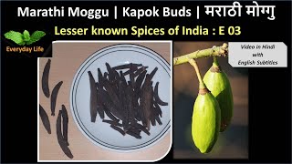 Marathi Moggu  Kapok Buds  मराठी मोग्गु  Lesser known Spices of India EP 03  Everyday Life 11 [upl. by Ortrud]