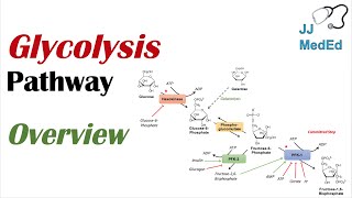 Glycolysis Pathway  Enzymes Regulation and Products [upl. by Nowtna]