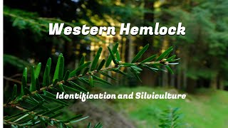 How to Treat Hemlocks for Hemlock Woolly Adelgid [upl. by Isabelle679]