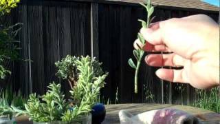 How to make Euonymus plant cuttingsmp4 [upl. by Tager436]