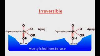 Organophosphate Poisoning animation [upl. by Eiramoj]