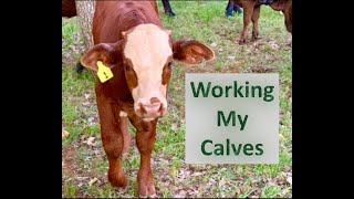 RAISING BEEF CATTLE FOR BEGINNERS – Working My Calves [upl. by Ahsieki962]