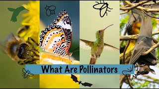 What Are Pollinators [upl. by Nileuqay]