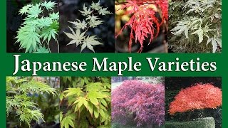 Japanese Maple Varieties [upl. by Timothee959]