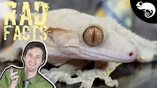 Crested Geckos  22 Stinkin Rad Facts [upl. by Sinclare]