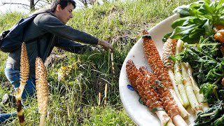 Foraging for Field Horsetail amp Other Wild Edible Plants [upl. by Rosalyn]