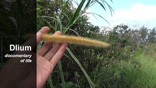 Elephant grass Pennisetum purpureum  part 1 [upl. by Ernst]