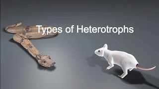 Types of Heterotrophs [upl. by Llenrahs]