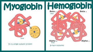 Hemoglobin vs Myoglobin [upl. by Heinrich738]