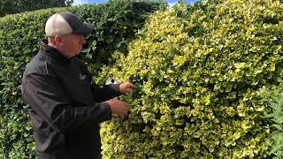 The Garden Warrior  Variegated Euonymus Japonica Reversion [upl. by Terrijo]