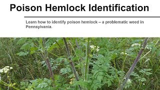 Poison Hemlock Identification [upl. by Enaitsirk]