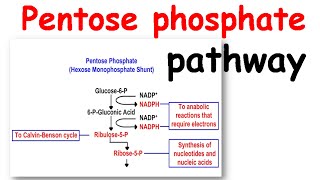 Pentose phosphate pathway [upl. by Rodolphe]