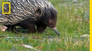 Prickly Love Echidnas Caught Mating  National Geographic [upl. by Yrffoeg]