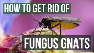 How to Get Rid of Fungus Gnats 4 Simple Steps [upl. by Yenobe]