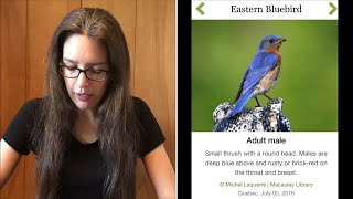 How to Save Your Bluebirds  What to Do About Invasive House Sparrows [upl. by Jagir]