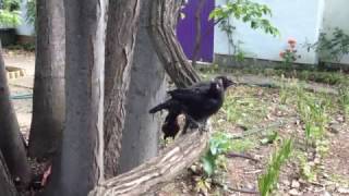 Todays Decidedly Alarmed Birds Whitewinged choughs [upl. by Eseilenna206]