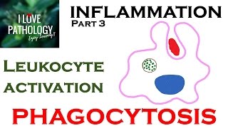 INFLAMMATION Part 3 Leukocyte Activation  PHAGOCYTOSIS [upl. by Batsheva]