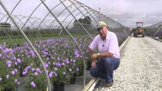 Best Perennials  Scabiosa Butterfly Blue Pincushion Flower [upl. by Joerg856]