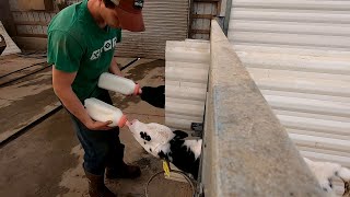 Feeding Calves [upl. by Bowden]