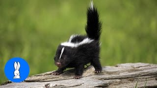 Baby Skunks Trying To Spray  Funniest Compilation [upl. by Eenet]