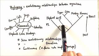 AS Biology  Phylogeny OCR A Chapter 103 [upl. by Laundes37]