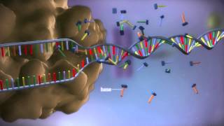 From DNA to protein  3D [upl. by Beaner]