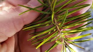 How To Identify Douglas Fir [upl. by Currie]