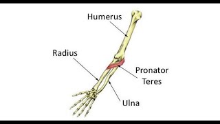 Two Minutes Of Anatomy Pronator Teres [upl. by Eisle]