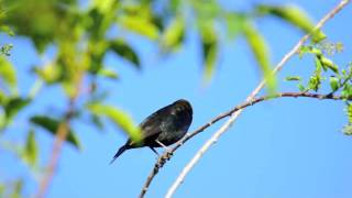 Brownheaded Cowbird [upl. by Sprague]