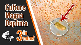 How to culture DAPHNIA MAGNA  The easy way [upl. by Caldwell]