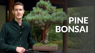 Pine Bonsai trees Pinus [upl. by Senaj522]