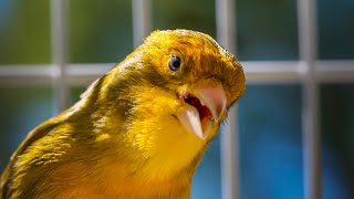 BEST CANARY SINGING LIVE  CANTO CANARIO  SERINUS CANARIA [upl. by Aihseya83]