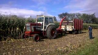 International 1468 chopping corn [upl. by Elleb]