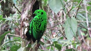 Birds of Mount Kinabalu Borneo [upl. by Rundgren]